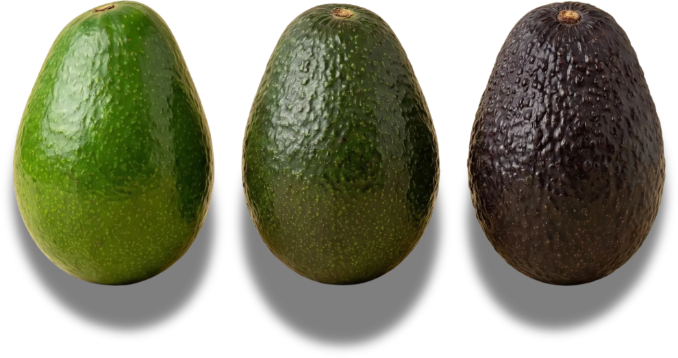 Tres paltas Hass en distintos estados de maduración